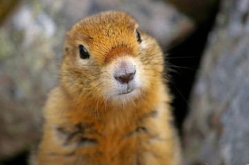 Naklejka na ściany i meble Ground Squirrel - Erdhörnchen