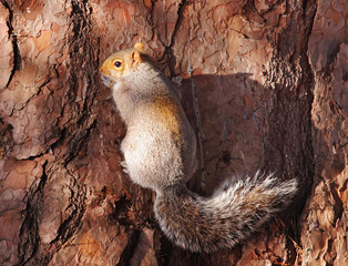 Grey Squirrel clinging to a Redwood Tree