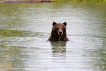 Brown Bear Cub - Braun Bär Junges