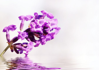 Lavender with water