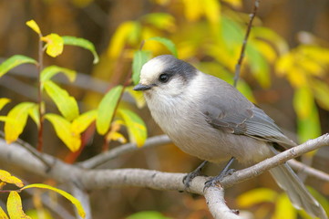 Grey Jay - Häher