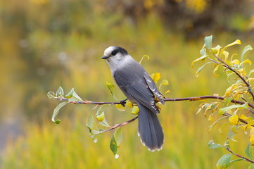 Grey Jay - Häher