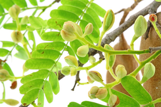 floraison tamarin, Tamarindus indica, fond blanc