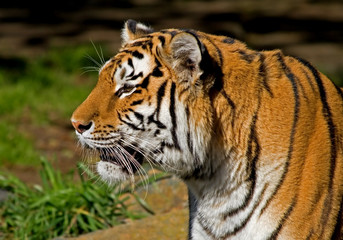 Naklejka na ściany i meble Siberian Tiger close-up