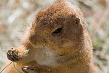 Black-tailed Prairie Dog