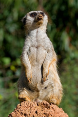 Slender-tailed meerkat