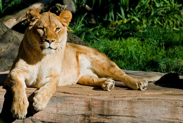 Female African Lion