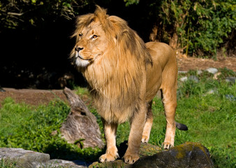 Lion