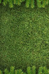 Christmas spruce  texture