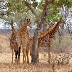 Obraz premium cztery żyrafy odpoczywające pod drzewem, Kruger NP