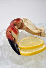 fresh organic crab claws on ice with lemon