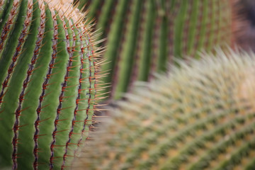 Goldkugelkakteen -  Echinocactus grusonii