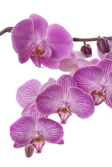 Orchid