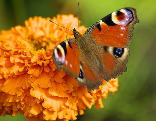 butterfly on a flower