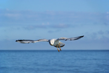 Möwe im Flug - gull flying 02