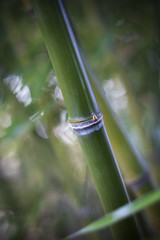 Obraz premium bamboo