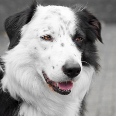 Bordercollie
