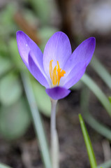 Fototapeta premium Krokus