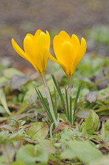 Fototapeta premium Krokus
