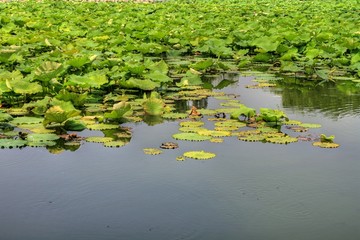 Pond
