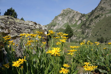 Seneçon des Pyrénées,Roc blanc,Ariège