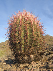 Arizona Barrel Cactus