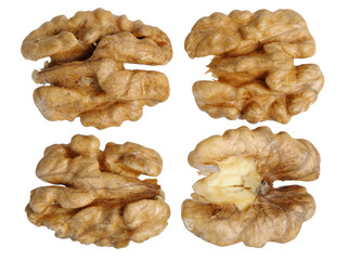 walnut (Juglans regia)