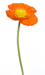 Mohn