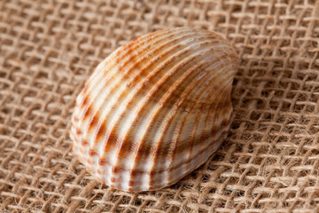 shell laing on jute