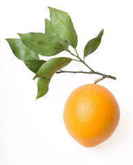 orange