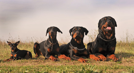 rottweilers,  doberman et pinsher