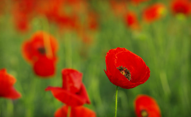Red poppies on spring meadow