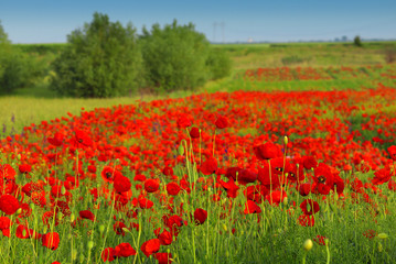 Red poppies on spring meadow