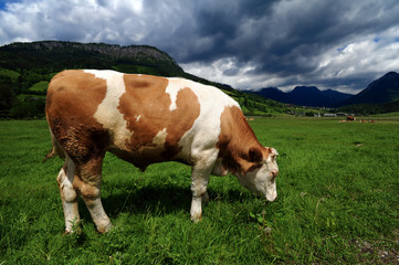Fototapeta na wymiar Bull in a grass field