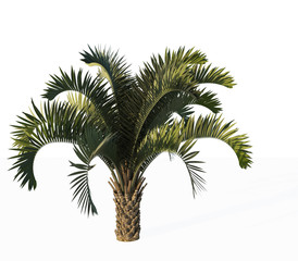 palm tree