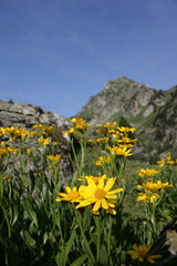 Seneçon des Pyrénées,Roc blanc,Ariège