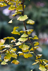 golden ginko leaves closeup in autumn