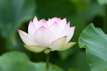 White lotus plant in full blossom.