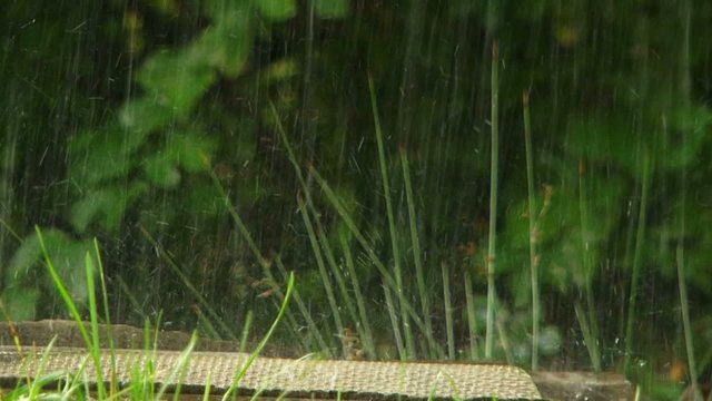 Rain