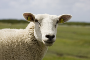 schaf