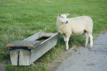 Schaf Tränke