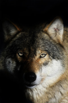 Fototapeta Wolf