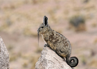 Viscatche