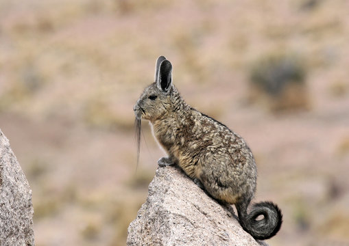 Viscatche
