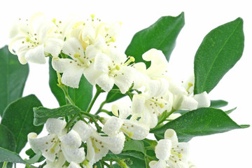 fleurs blanches murraya exotica, buis de l'Inde, fond blanc