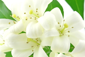 Naklejka na ściany i meble białe kwiaty Murraya egzotyka, drewno China
