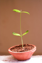 Baby plant-New life