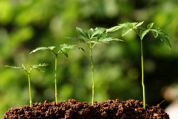 Four baby plants growing from soil
