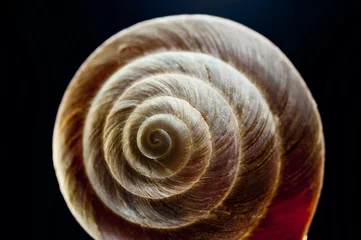 Poster snail shell © crimson
