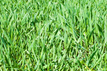Fototapeta premium Green grass background